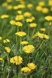 Common Dandelion Plant Drucke: Dandelions on a meadow
