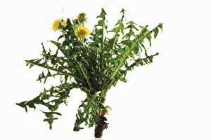 Yellow Flowering Plant Drucke: Dandelions with roots