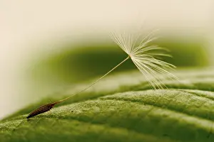Dandelion Seeds Drucke: Dandelions seed