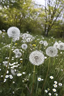 Spring Meadow Flowers Drucke: Dandelions in a spring meadow