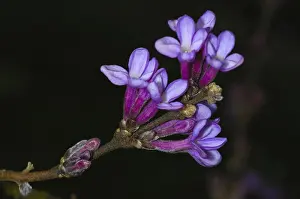 Botanical Garden Flora Drucke: Daphne genkwa