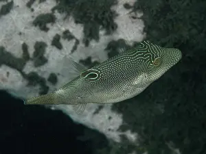 Bilder Datiert 27. Juli 2024: Spiny headed pufferfish print