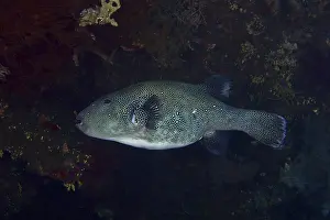 Bilder Datiert 9. August 2024: Blue spotted pufferfish print