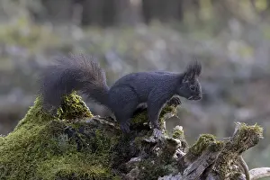 No People Animal Photos Drucke: Dark squirrel Squirrel (Sciurus) on rootstock