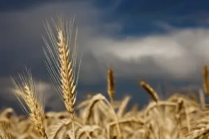 Close Up Macro Photography Drucke: Dark thunderclouds gathering above a rye field