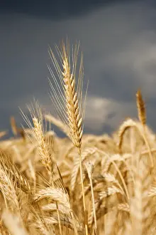 Close Up Macro Photography Drucke: Dark thunderclouds gathering above a rye field