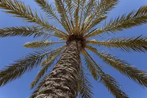 Palm Tree Landscape Photography Drucke: Date Palm