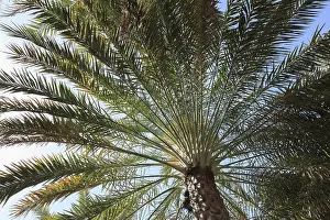 Low Angle View Palm Tree Drucke: Date Palm (Phoenix dactylifera)