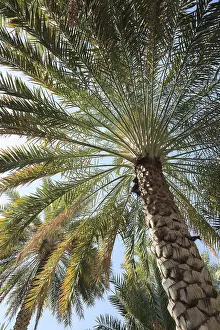 Low Angle View Palm Tree Drucke: Date Palm (Phoenix dactylifera)