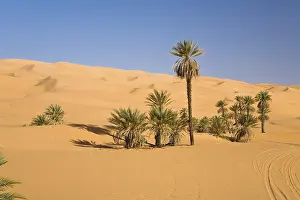 Libyan Desert Landscape Drucke: Date Palms (Phoenix spec.), in the Libyan Desert