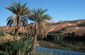 Drucke von Datum (Phoenix dactylifera) Palmen, Um el Ma Oase, Sahara, Erg Ubari, Libyen Verwandte Bilder Drucke: Datum (Phoenix dactylifera) Palmen.