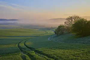 Green Fields In Germany Drucke: Dawn over a green landscape with fields