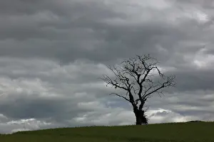 Deserted Scottish Landscape Drucke: Dead, bare, dead tree against grey sky