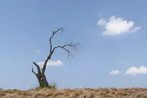European Agricultural Landscape Drucke: Dead, bare tree in a meadow with hay