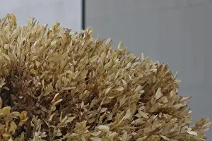 Dead box tree
