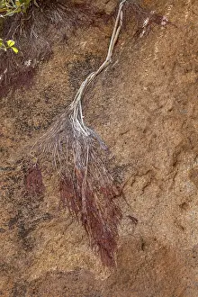 Namibia Nature Photography Drucke: Dead branch lying on a rock, Namibia