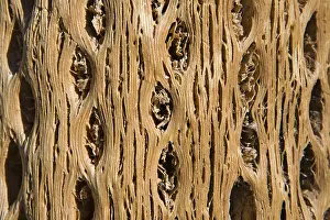 South American Plant Life Drucke: Dead cactus, used as a building material