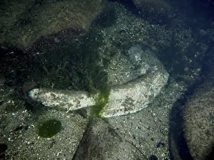 Drucke von Ein toter Wels (Silurus glanis), Waller, liegt auf dem Grund des Wassers, Tauchplatz Zollbrücke, Rheinau, Kanton Zürich, Rhein, Hochrhein, Schweiz Wels Welse Drucke: Ein toter Wels (Silurus glanis).