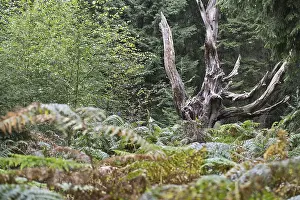 Fagus Sylvatica Germany Drucke: Dead copper beech (Fagus sylvatica)