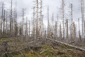 Deserted Forest Europe Drucke: Dead and fallen spruces, climate change