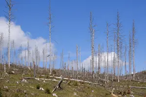 Nature Reserve Lower Saxony Drucke: Dead and fallen spruces, climate change