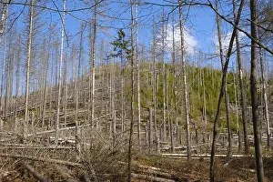 Nature Conservation Area Lower Saxony Drucke: Dead and fallen spruces, climate change