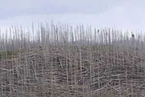 Global Warming Effects Europe Drucke: Dead and fallen spruces, climate change