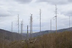 Climate Change Germany Drucke: Dead and fallen spruces, climate change