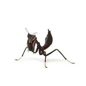 Studio Shot Insect Drucke: Dead leaf mantises - Acanthops Sp
