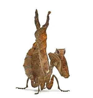 Studio Shot Insect Drucke: Dead leaf mantises - Acanthops Sp - isolated on white