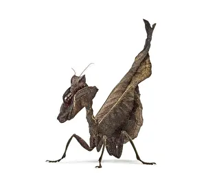 Plain Colored Background Animals Drucke: Dead leaf mantises - Acanthops Sp - isolated on white