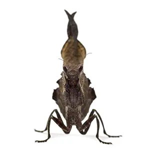 Studio Shot Insect Drucke: Dead leaf mantises - Acanthops Sp - isolated on white