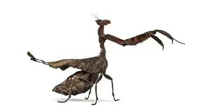 Studio Shot Side View Drucke: Dead leaf mantises - Acanthops Sp - isolated on white