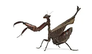 Studio Shot Insect Drucke: Dead leaf mantises - Acanthops Sp - isolated on white