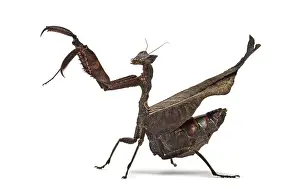 Studio Shot Insect Drucke: Dead leaf mantises - Acanthops Sp - isolated on white