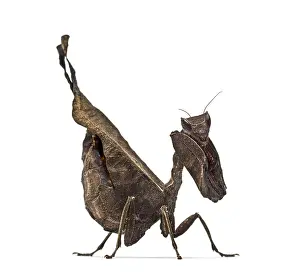 Studio Shot Insect Drucke: Dead leaf mantises - Acanthops Sp - isolated on white