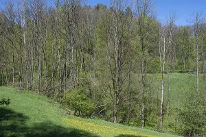 Central Europe Open Air Drucke: Dead poplars (Populus) in a meadow