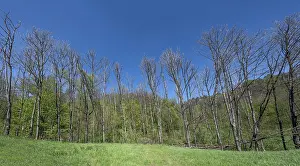 Deciduous Tree Landscape Germany Drucke: Dead poplars (Populus) in a meadow
