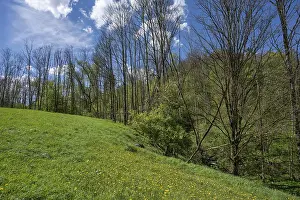 Bavaria Spring Scene Drucke: Dead poplars (Populus) in a meadow in spring