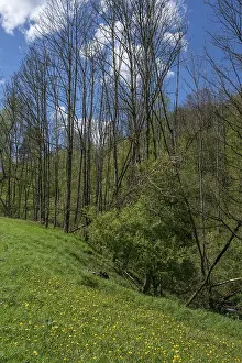 Central Europe Trees Drucke: Dead poplars (Populus) in a meadow in spring