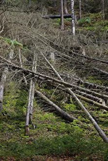 Climate Change Germany Drucke: Dead spruce trees due to climate change