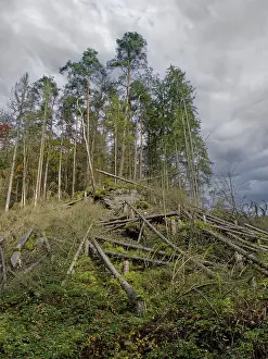 Elbe Sandstone Mountains Scenery Drucke: Dead spruce trees due to climate change