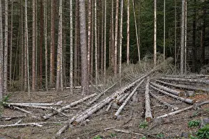 Saxon Switzerland Landscape Drucke: Dead spruce trees due to climate change
