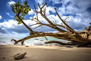 Seychelles Beach Drucke: Dead tree on the beach under blue sky with waves