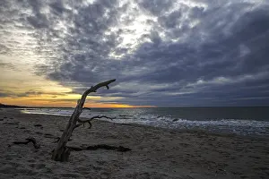 Deserted Baltic Sea Beach Drucke: Dead tree on the beach, dramatic clouds