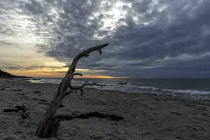 Baltic Sea Evening Atmosphere Drucke: Dead tree on the beach, dramatic clouds