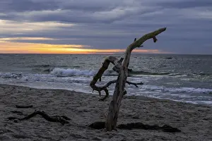 Baltic Sea Coast Landscape Drucke: Dead tree on the beach, evening light