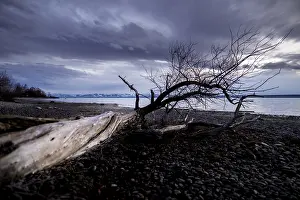 Lake Constance Night Shot Drucke: A dead tree on the dark lakeside at night with dramatic sky