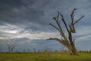 Drucke von Toter Baum gegen einen dunklen Himmel hinter vielen toten Bäumen, Okavango-Delta, Botswana Botswana Drucke: Toter Baum gegen einen dunklen Himmel hinter vielen toten Bäumen.