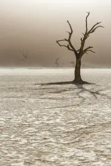 Barren Tree In Africa Drucke: Dead tree in Deadvlei, Sossusvlei, Namibia